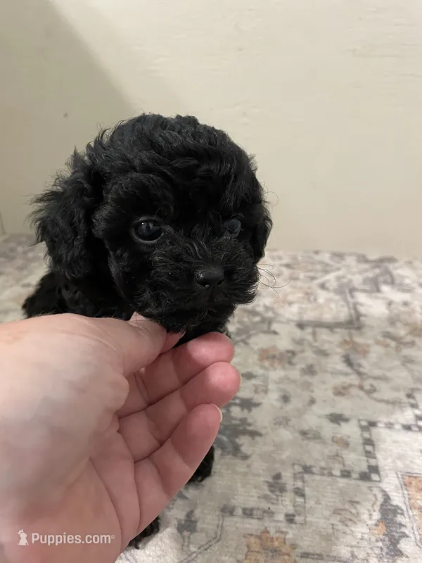 Cheeto (5lb adult weight) – Shihpoo puppy for sale in Madisonville, TX