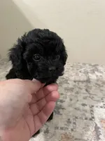 Cheeto (5lb adult weight), a male Shihpoo for sale in Madisonville, TX – 1 of 2