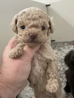 Tiny Theo, a male Poodle - Toy  for sale in Madisonville, TX – Photo 1 of 3