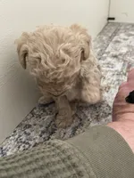 Tiny Theo, a male Poodle - Toy  for sale in Madisonville, TX – Photo 2 of 3