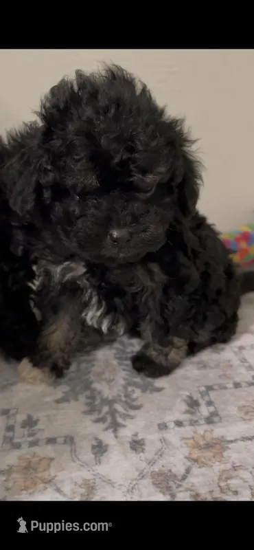 Little Lisa, a female Shihpoo for sale in Madisonville, TX – Photo 1 of 1