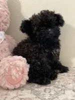Coco (5.5lbs adult weight) , a female Poodle - Toy  for sale in Madisonville, TX – 1 of 2
