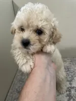 Crackers  (6lbs  adult weight), a male Poodle - Toy  for sale in Madisonville, TX – 3 of 3