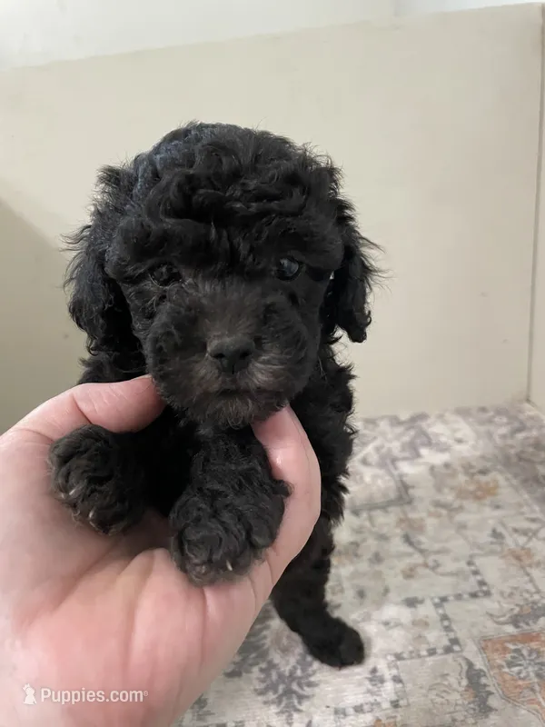 Cookie (7lbs adult weight) – Shihpoo puppy for sale in Madisonville, TX