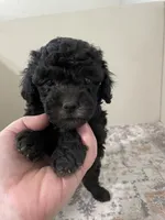 Cookie (7lbs adult weight), a male Shihpoo for sale in Madisonville, TX – 1 of 4