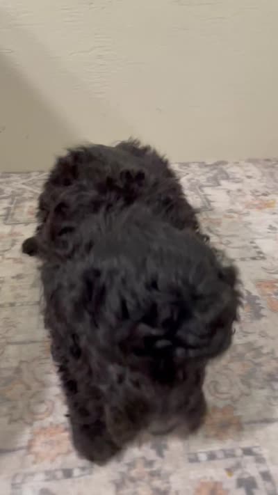 Cookie (7lbs adult weight), a male Shihpoo for sale in Madisonville, TX – 3 of 4
