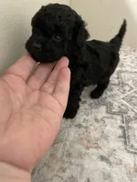 Coal (5lbs adult) , a male Shihpoo for sale in Madisonville, TX – 1 of 2
