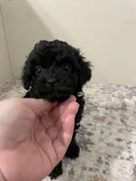 Cheeto (5lb adult weight), a male Shihpoo for sale in Madisonville, TX – 2 of 2