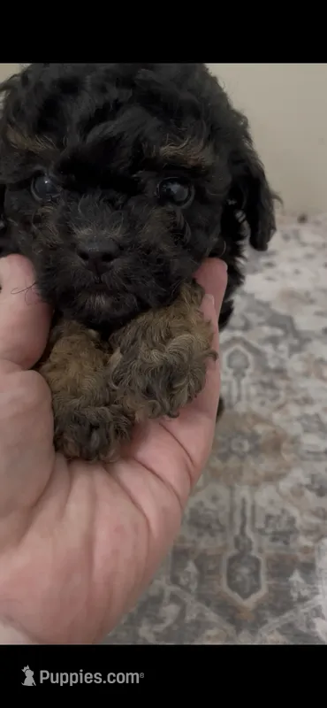 Sophia – Shihpoo, Poodle - Toy  puppy for sale in Madisonville, TX