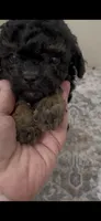 Sophia, a female Shihpoo and Poodle - Toy  for sale in Madisonville, TX – 1 of 2