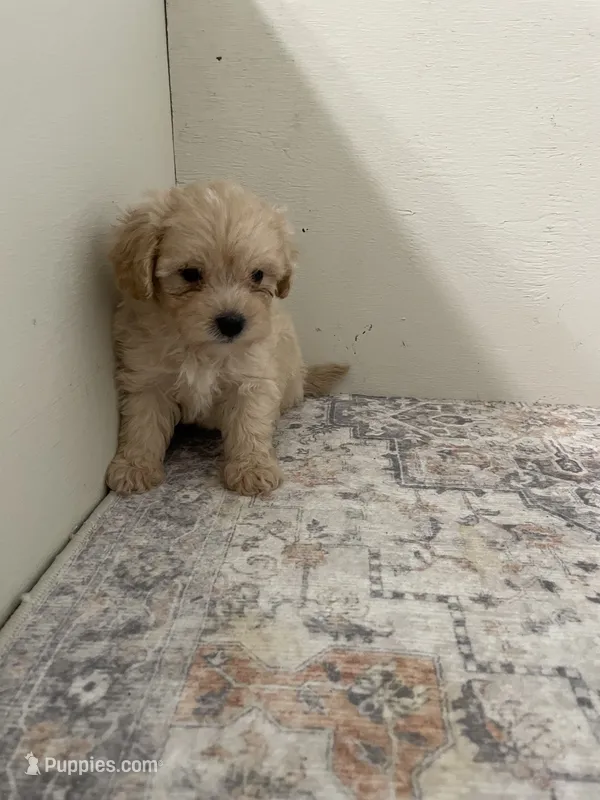 Henry – Poodle - Toy  puppy for sale in Madisonville, TX