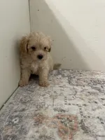 Henry, a male Poodle - Toy  for sale in Madisonville, TX – 1 of 2