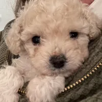 Tiny Tulip AKC , a female Poodle - Toy  for sale in Madisonville, TX – 1 of 1