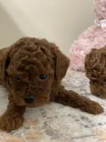 Jax (AKC) , a male Poodle - Toy  for sale in Madisonville, TX – 3 of 3