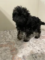 Little Lilly, a female Shihpoo for sale in Madisonville, TX – 2 of 4