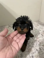 Chelsea (5lbs adult weight) , a female Shihpoo for sale in Madisonville, TX – 3 of 3
