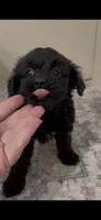 Jet, a male Shihpoo and Poodle - Toy  for sale in Madisonville, TX – 3 of 3