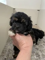 Little Jenny, a female Shihpoo for sale in Madisonville, TX – Photo 1 of 2