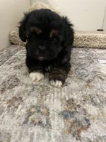 Little Jenny, a female Shihpoo for sale in Madisonville, TX – Photo 2 of 2