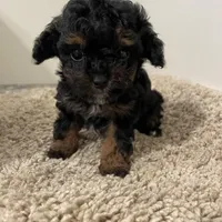 Tiny Tina , a female Shihpoo for sale in Madisonville, TX – Photo 1 of 3