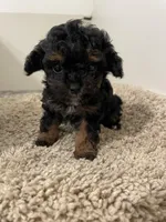 Tiny Tina, a female Shihpoo for sale in Madisonville, TX – Photo 1 of 3