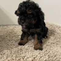 Tiny Tina , a female Shihpoo for sale in Madisonville, TX – Photo 2 of 3