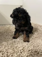 Tiny Tina, a female Shihpoo for sale in Madisonville, TX – Photo 2 of 3