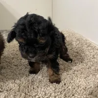 Tiny Tina , a female Shihpoo for sale in Madisonville, TX – Photo 3 of 3