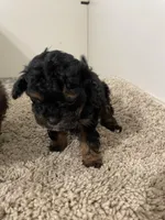 Tiny Tina, a female Shihpoo for sale in Madisonville, TX – Photo 3 of 3