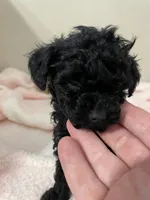 Little Leo, a female Shihpoo for sale in Madisonville, TX – Photo 3 of 3