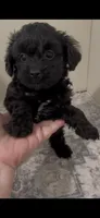 Jet, a male Shihpoo and Poodle - Toy  for sale in Madisonville, TX – 2 of 3