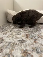 Little Lacy, a female Poodle - Toy  for sale in Madisonville, TX – Photo 2 of 2