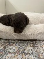 Little Lacy, a female Poodle - Toy  for sale in Madisonville, TX – Photo 1 of 2