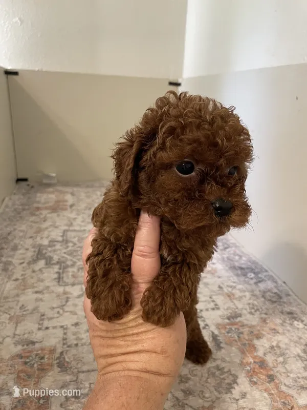 Gunner AKC registered  – Poodle - Toy  puppy for sale in Madisonville, TX