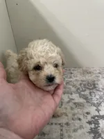 Theodore  (5lbs adult weight), a male Shihpoo for sale in Madisonville, TX – 2 of 2