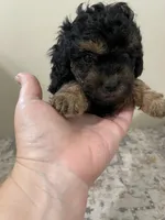Tomatoes (6.5lbs adult weight) , a male Shihpoo for sale in Madisonville, TX – 3 of 3