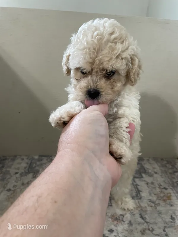 Theodore  (5.5lbs  adult weight) – Poodle - Toy  puppy for sale in Madisonville, TX