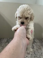 Theodore  (5.5lbs  adult weight), a male Poodle - Toy  for sale in Madisonville, TX – 1 of 4