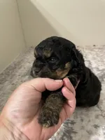 Chunk , a male Shihpoo for sale in Madisonville, TX – 2 of 2
