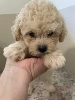 Crackers  (6lbs  adult weight), a male Poodle - Toy  for sale in Madisonville, TX – 2 of 3
