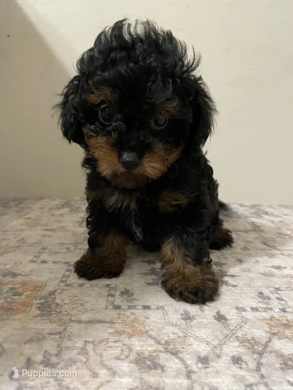Chelsea (5lbs adult weight)  – Poodle - Toy  puppy on hold in Madisonville, TX
