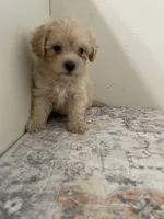Henry, a male Poodle - Toy  for sale in Madisonville, TX – 2 of 2