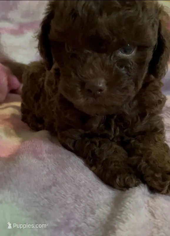 Coco – Shihpoo puppy for sale in Madisonville, TX