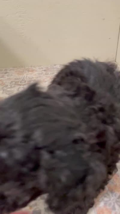Cookie (7lbs adult weight), a male Shihpoo for sale in Madisonville, TX – 4 of 4