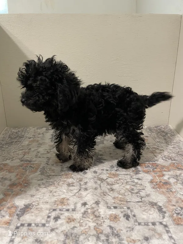 Little Lisa – Shihpoo puppy for sale in Madisonville, TX