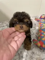 Little Lilly, a female Shihpoo for sale in Madisonville, TX – Photo 1 of 2