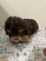 Little Lilly, a female Shihpoo for sale in Madisonville, TX – Photo 2 of 2