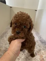 Gunner AKC registered , a male Poodle - Toy  for sale in Madisonville, TX – 2 of 3