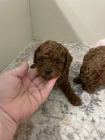 Jax (AKC) , a male Poodle - Toy  for sale in Madisonville, TX – 2 of 3