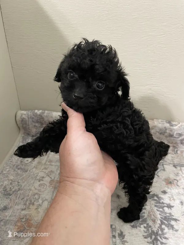 Extra Tiny Jet AKC – Poodle - Toy  puppy for sale in Madisonville, TX